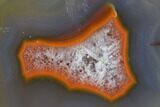 Beautiful Condor Agate From Argentina - Slab #79522-1